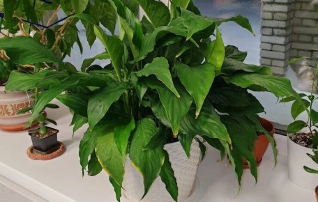 ����������� �����: ��� ������ ������� �������� �� ����������