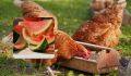 Арбузные корки в рационе кур: секреты здоровья и хорошей egg-production