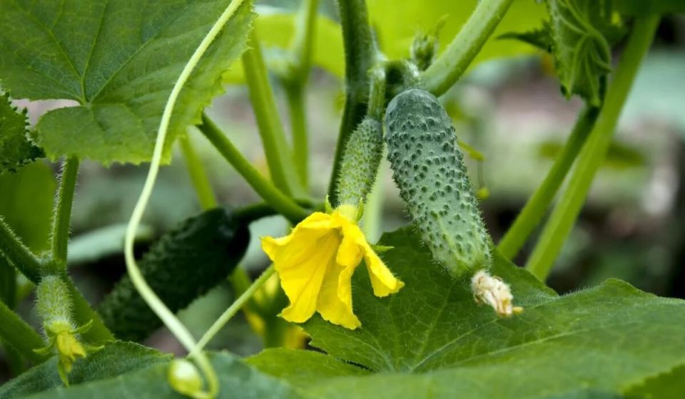 ��������� ������: �������� ��������� ����� ��� �������