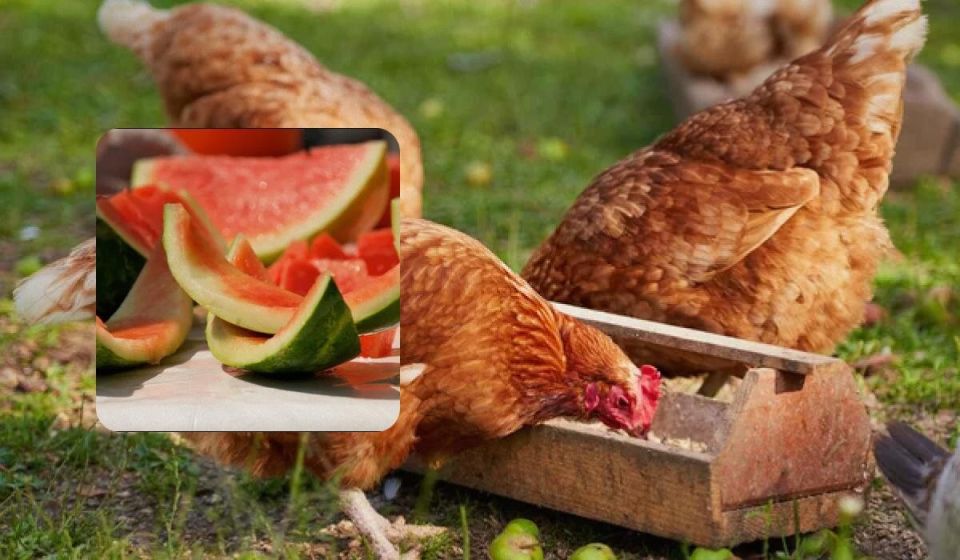 �������� ����� � ������� ���: ������� �������� � ������� egg-production