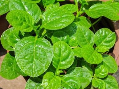 ��� ������� ������ ����� � ���������� ������� ������ ����