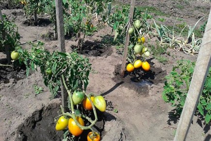 ������ ������� ���: ��� ��������� ��������� ������� �� ����� �������