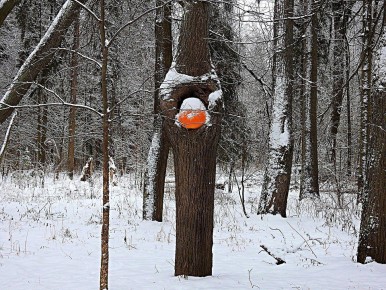 В Твери на деревьях появились тыквы