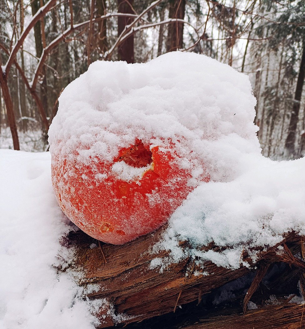 В Твери на деревьях появились тыквы В Твери на деревьях появились тыквы