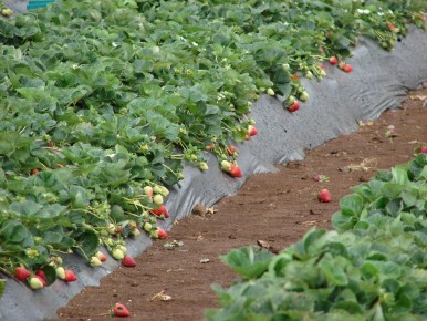 Секрет больших ягод: как сидераты помогают клубнике расти