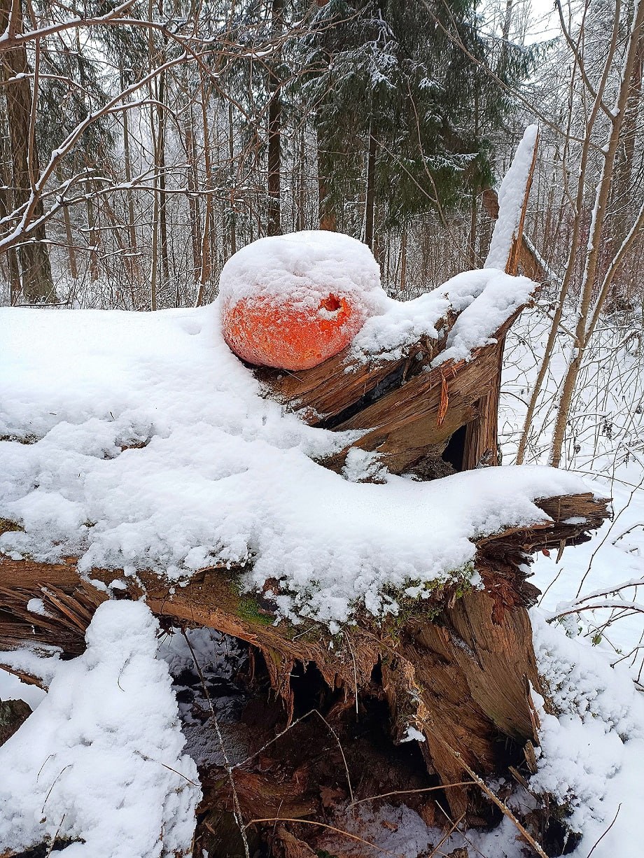 В Твери на деревьях появились тыквы В Твери на деревьях появились тыквы