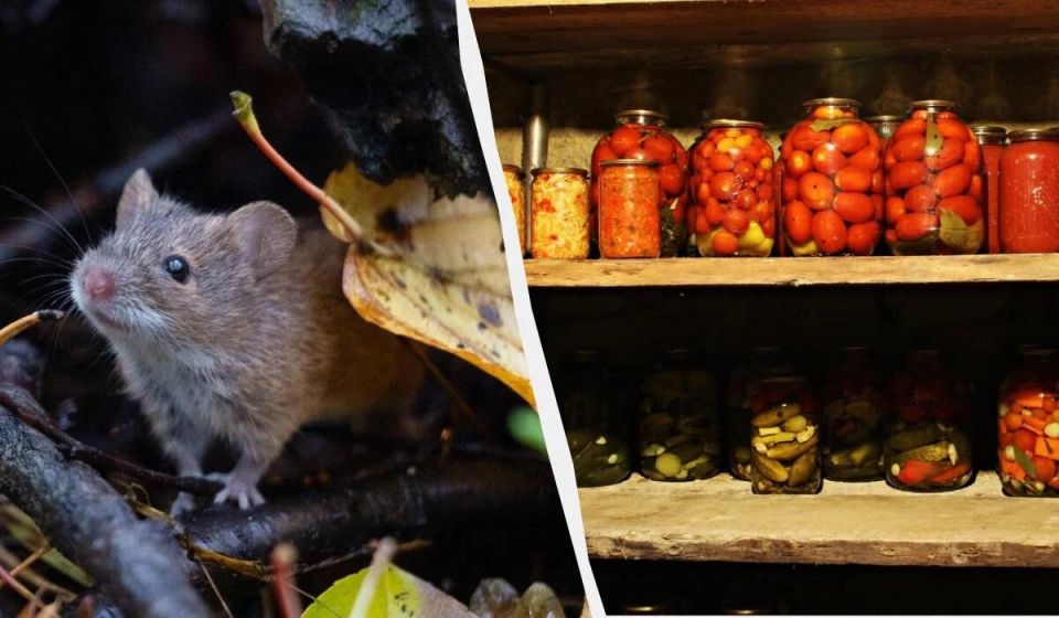 ��� �������� ���������� �� ����� � ����: ������� � ����������� ������