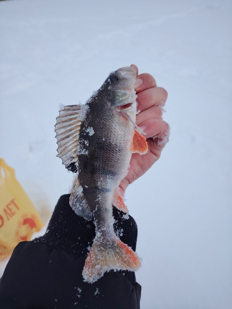 Сезон зимней рыбалки в разгаре: тверские рыболовы показали улов