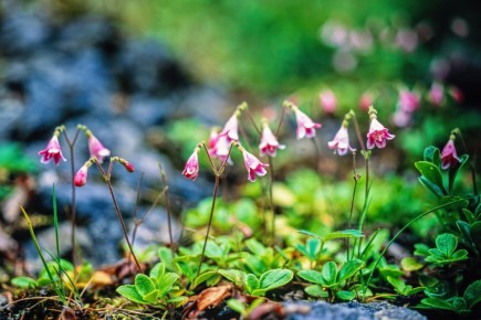 ������������ ��������, ��������� � ����� ����� ������