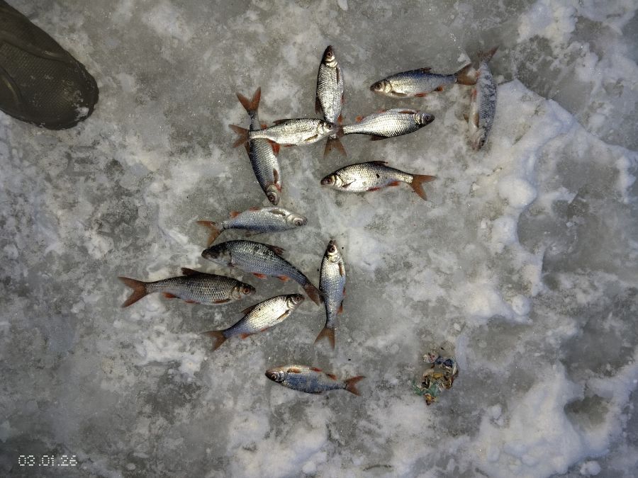 Сезон зимней рыбалки в разгаре: тверские рыболовы показали улов Сезон зимней рыбалки в разгаре: тверские рыболовы показали улов