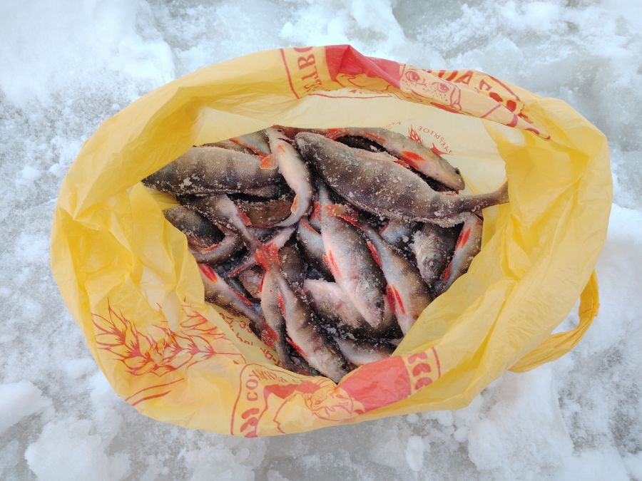 Сезон зимней рыбалки в разгаре: тверские рыболовы показали улов Сезон зимней рыбалки в разгаре: тверские рыболовы показали улов