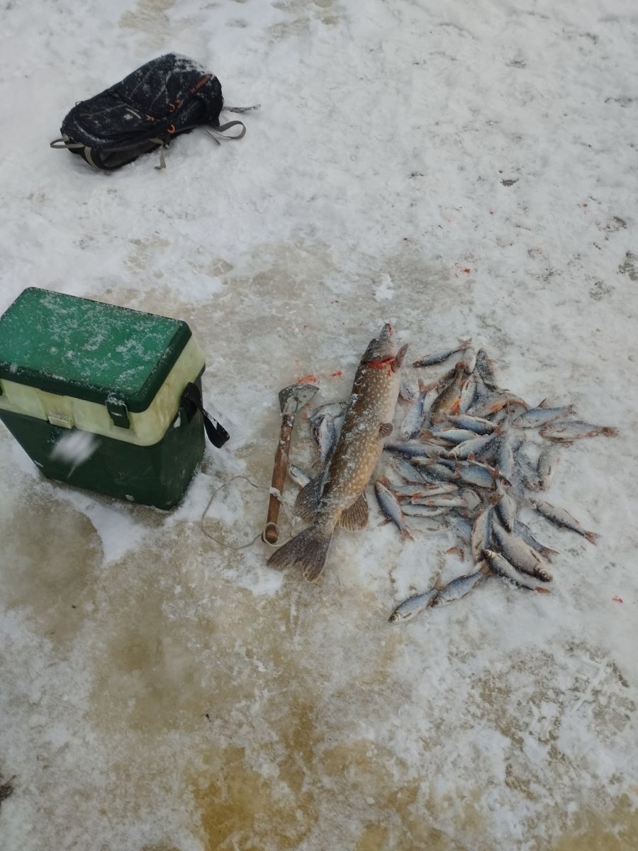 Сезон зимней рыбалки в разгаре: тверские рыболовы показали улов Сезон зимней рыбалки в разгаре: тверские рыболовы показали улов