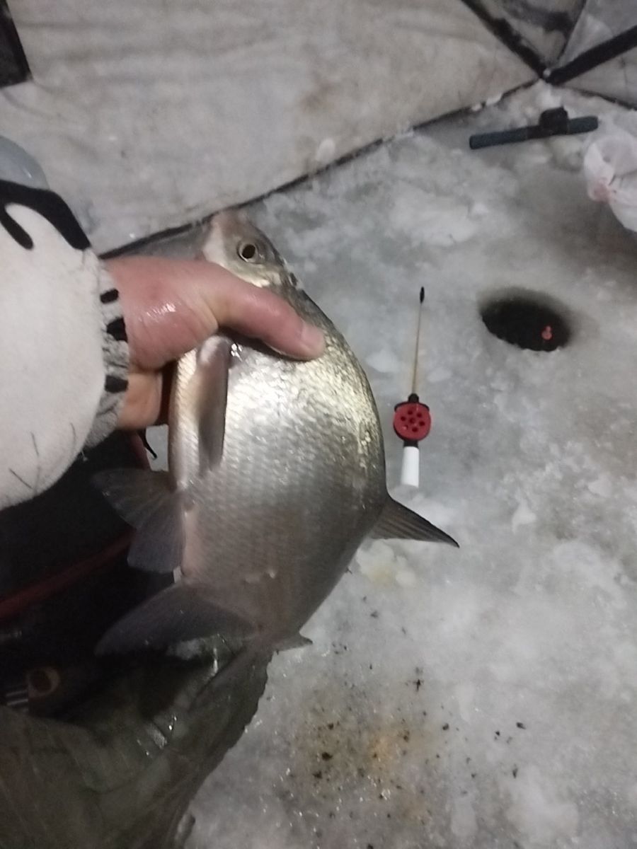 Сезон зимней рыбалки в разгаре: тверские рыболовы показали улов Сезон зимней рыбалки в разгаре: тверские рыболовы показали улов