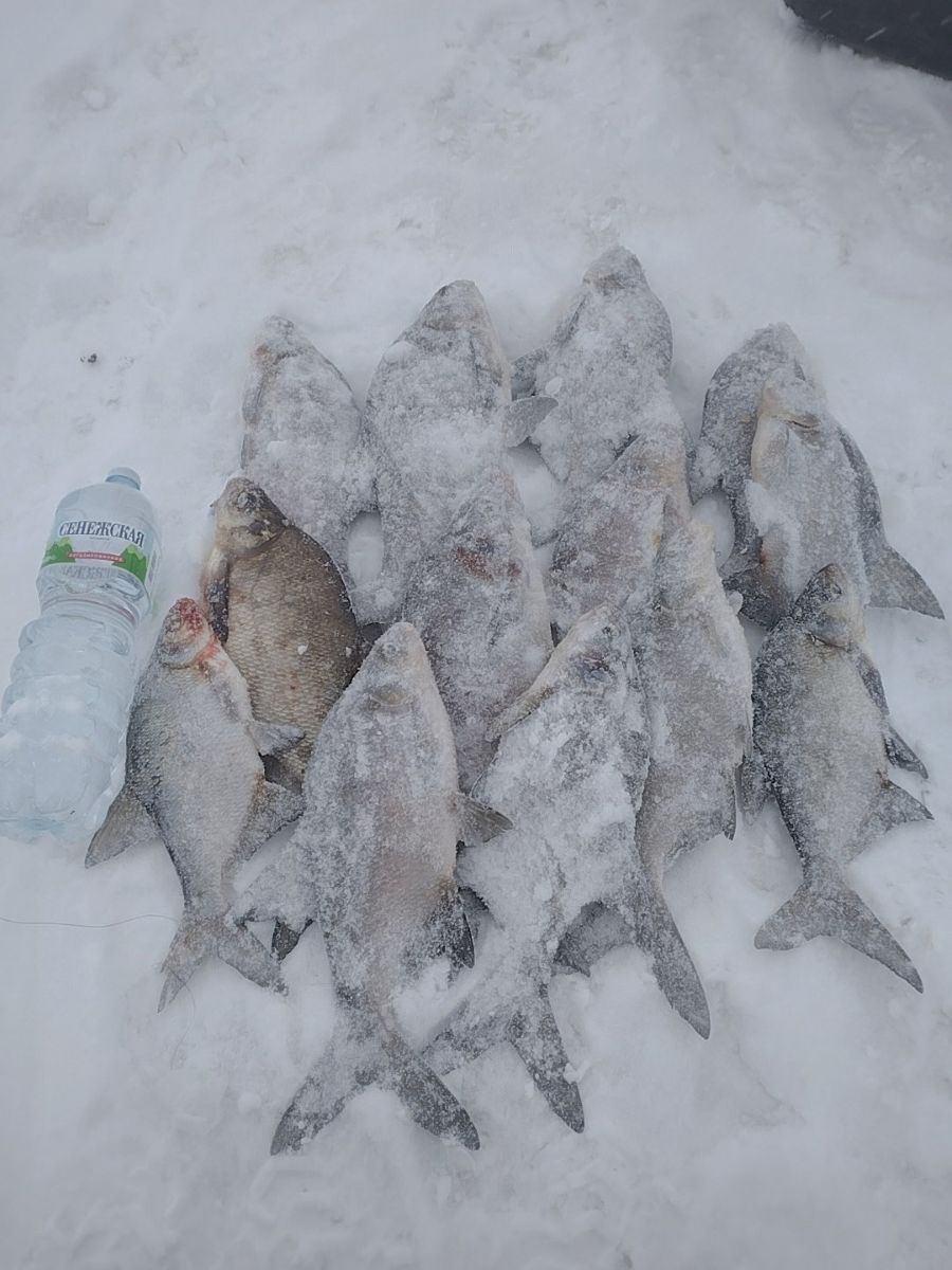 Сезон зимней рыбалки в разгаре: тверские рыболовы показали улов Сезон зимней рыбалки в разгаре: тверские рыболовы показали улов