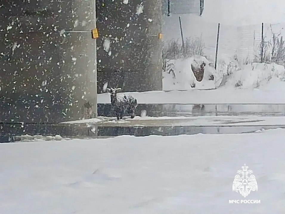 Под Тверью с льдины спасли косулю