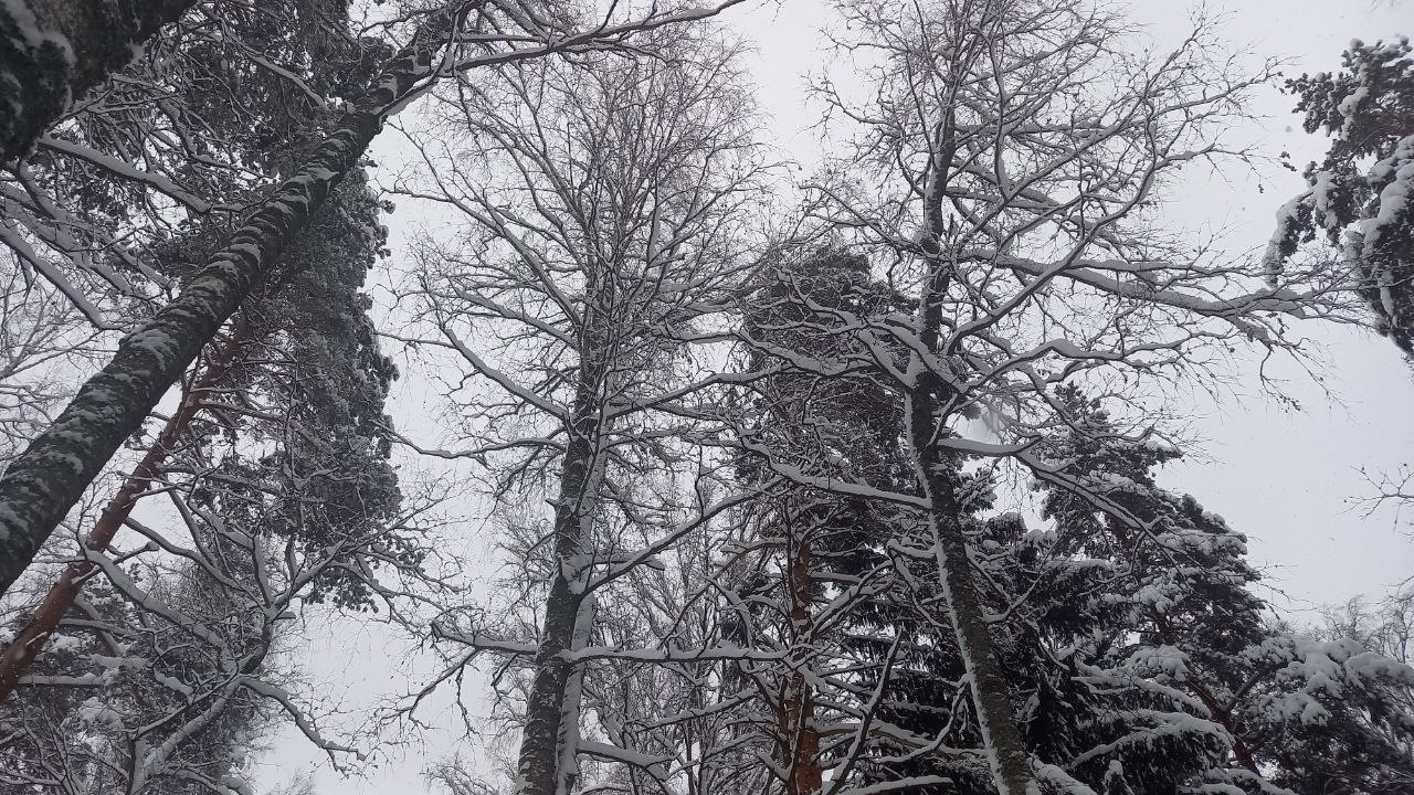 Сказочная красота в тверском лесу Сказочная красота в тверском лесу