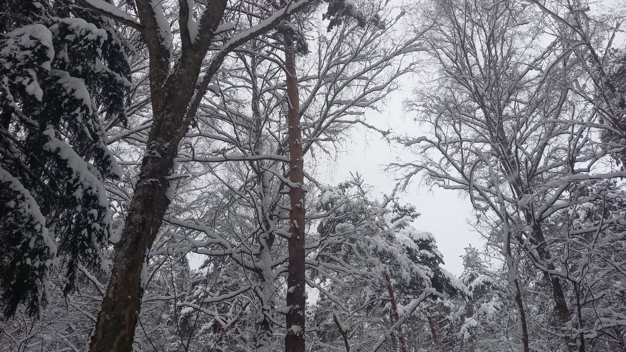 Сказочная красота в тверском лесу Сказочная красота в тверском лесу