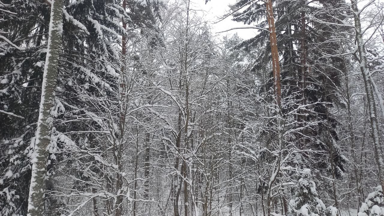 Сказочная красота в тверском лесу Сказочная красота в тверском лесу