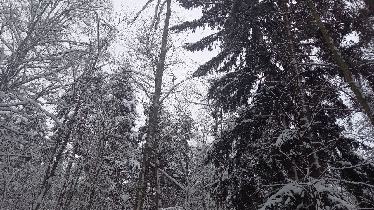 Сказочная красота в тверском лесу Сказочная красота в тверском лесу