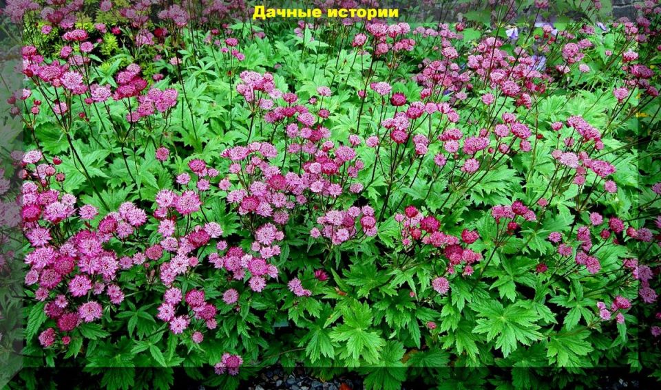 ��������� ������������ ��� ������ ���� �� ����