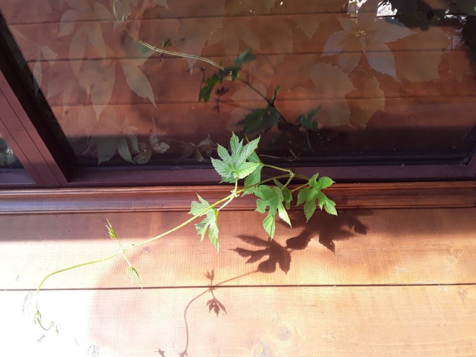 ����: ������ ��������� ��� ����������� ������ ���� ��� �������?