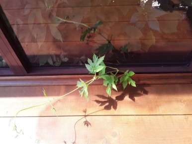 Дача: уютное прибежище или бесконечная черная дыра для бюджета?