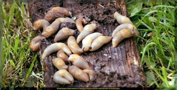 ��� �������� ���� ��� �� �������: ����������� ������ � ������