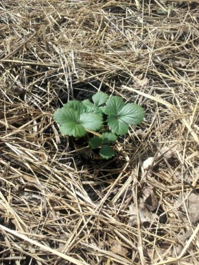 ��� ����� ��������� ������ ��� ������ ����: ������ � ������������