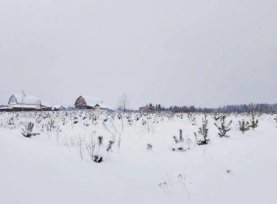 Андреапольский феникс: после разрушительного урагана поднимается новый лес