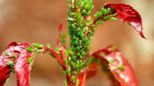 Как бороться с тлёй: секреты эффективной защиты растений от вредителей