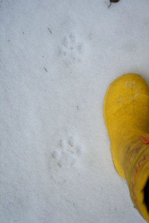 � ����������� �������� ������� �������� ����� ��������� �������