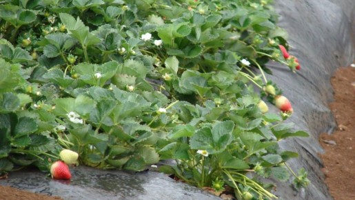 ��������� ���������: ��� �������� � ��� ����� ������ ��� ������