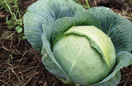 �������� ����������� ������� ��� ������ �������