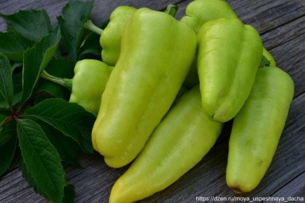 ������� ��������� ������: ����� ������, ������� �������� �����������