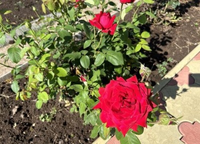 ��� �������� ������������� �������� ���: ������� �������� ���������