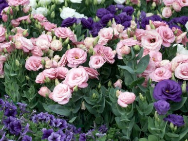 ������ ����� �������: ���� � ������ � �����������