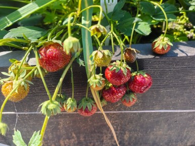 ��� ���������� �������� ������ ��������: ������ �� ����� � ������ ����