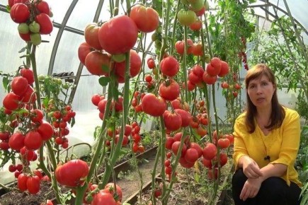 ������ �������� ��������: ������� ��������� �����������