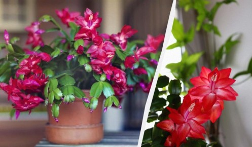 ������� ����������: ���� � �������� � ��������