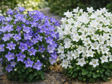 ���������: ��� ������� ��������� �������� � ���� � ����