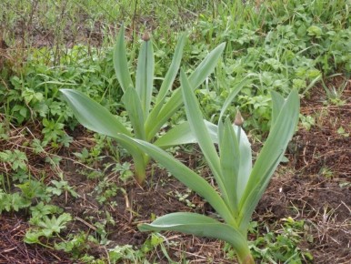 ��� �������� (�����)