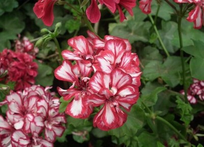 ������ ������ ��� ����������� ����������