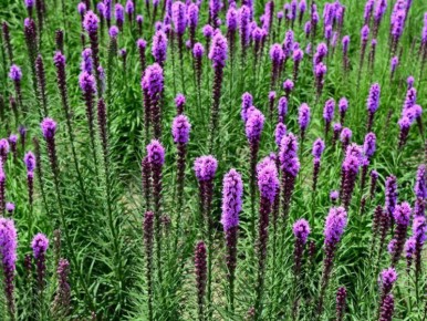 ������� ����������: ������� ��������� ������� � ����� �� ���� ������������� ���������