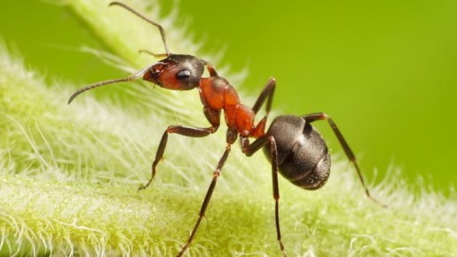 ��� ���������� �� ��� � ��������: ������� ����������� ������