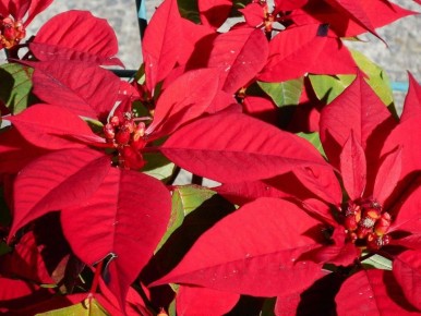 Уход за пуансеттией: секреты длительного цветения