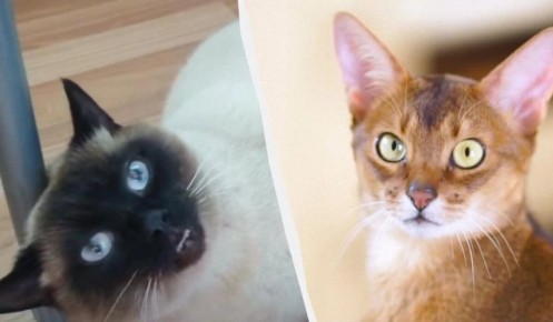 Как дрессировать кота: лучшие породы и секреты успешного обучения