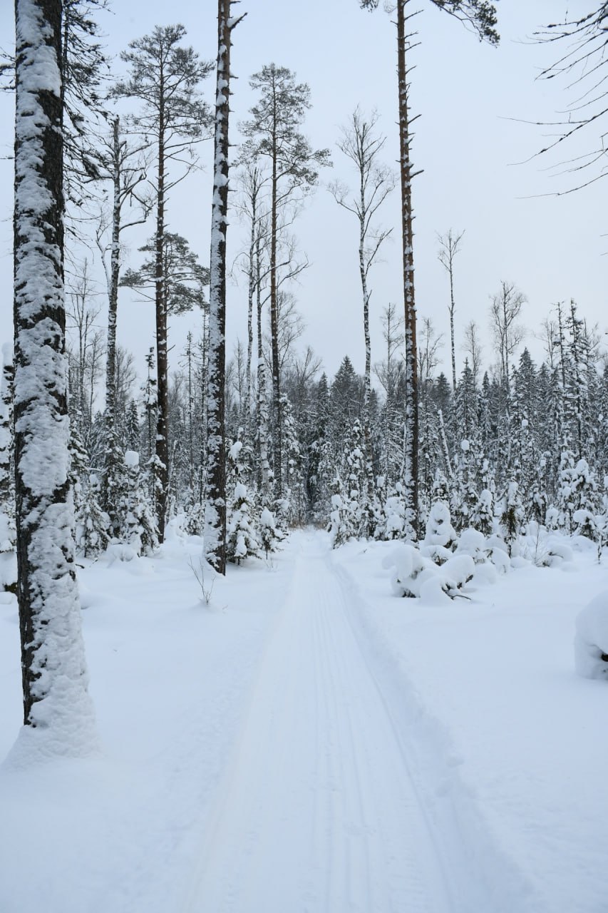 Болото, дикий лес и избушка: как в Тверской области девушка отдыхает от цивилизации Болото, дикий лес и избушка: как в Тверской области девушка отдыхает от цивилизации