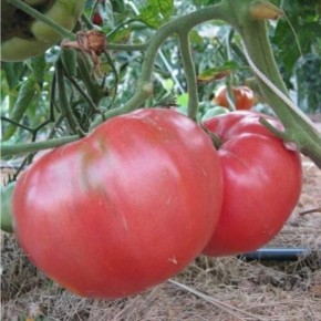 Томат Казанский местный: незаменимый сорт для вашего огорода