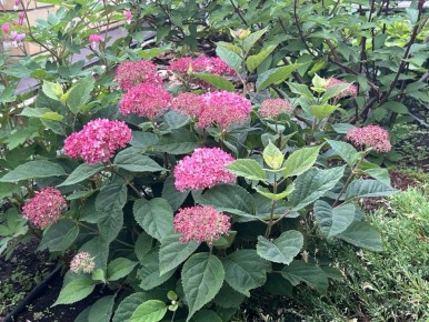 5 ����������� �������� ������������ ���������