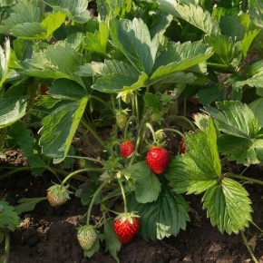 ��������� ������������� ��������: ��� ������ ������ �� ����� ������� ������